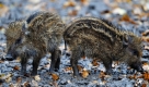 Zwei Frischlinge stehen im Wildpark Alte Fasanerie in Hanau im Matsch. Auch in den nächsten Tagen bleibt das Wetter wechselhaft bei relativ milden Temperaturen. Foto: dpa