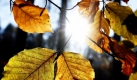 An den Bäumen sieht das bunte Herbstlaub prächtig aus, sobald es aber zu Boden fällt, ärgert sich mancher Gartenbesitzer. Dabei bringt Herbstlaub viel Nutzen. Grundsätzlich tut Laub dem Garten gut: Der Nährstoffkreislauf wird erhalten und die Pflanzen können frisch gestärkt neu austreiben. Und das alles, ohne dass ein Cent dafür ausgegeben werden muss, sagt Tjards Wendebourg, Koordinator des Netzwerkes gartenberatung.info in Stuttgart.
 Foto: ddp