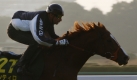Der Jockey Gerald Mosse reitet am Morgen während einer Trainingseinheit in einem Vorort von Tokio. Er bereitet sich für den Japan Cup am Sonntag vor. Foto: ap