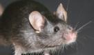 Eine kleine Maus aus iPS-Zellen (undatiertes Handout). Chinesische Forscher haben erstmals lebende Mäuse nur aus einer neuen Klasse von Stammzellen (iPS-Zellen) geschaffen. Das berichtet das Team um Xiao-yang Zhao von der chinesischen Akademie der Wissenschaften in Peking im Journal «Nature» (online vorab veröffentlicht). Einige der Tiere waren fruchtbar. (zu dpa-Meldung vom 23.07.2009) ACHTUNG: Verwendung nur im Zusammenhang mit der Meldung und mit Urheberhinweis Foto: Dr Qi Zhou SPERRFRIST 23. Juli, 18.00 Uhr +++(c) dpa - Bildfunk+++ Foto: dpa
