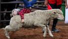 Der kleine Frude versucht sich während der Laramie Jubilee Tage in Wyoming krampfhaft auf einem Schaf zu halten. Dort ist es Tradition, dass sich der Cowboy-Nachwuchs bei dem sogenannten Junior Bull Riding beweist. Foto: dapd