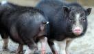 Sie sind die Glücksschweine für das Jahr 2012: die Vietnamesischen Hängebauchschweine Erna (von hinten) und Willy (von vorn) im Tierpark in Berlin, erst vor wenigen Wochen geboren. Foto: Britta Pedersen Foto: dpa