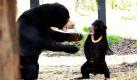 Ein namenloser Malaienbär macht mit seiner Mutter Otay im nationalen Zoo und Aquarium im australischen Canberra ein Tänzchen. Der vier Monate alte Petz ist der zweite seiner Art, der auf dem Kontinent in Gefangenschaft geboren wurde. Foto: dpa