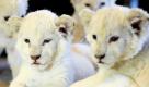 Vier weiße Löwenbabys liegen im Safaripark in Schloss Holte-Stukenbrock im Haus der Pflegerin Jeannette Wurms auf einer Decke. Die Geschwister sind im März im Safaripark zur Welt gekommen und werden von Hand aufgezogen. Foto: ddp