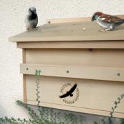 Ein Spatz kommt selten allein (Foto)