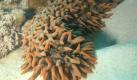 Ananas-Seewalze  (Foto)