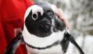 Brillenpinguin-Dame Sigrid steht in Hannover im Zoo im Rahmen der jährlichen Inventur auf einer Waage. Insgesamt 2235 Tiere in 250 Arten leben derzeit im Zoo Hannover.  Foto: ddp