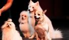 Auf der Bühne eines Theaters in Bangkok warten Hund Richard (vorn), ein ehemaliger Streuner, und seine vierbeinigen Schauspielkollegen auf den Beginn der Proben für das Stück Dog and Cat First on Stage: Thailand Fantasy The Musichong.  Die Show gilt als das weltweit erste Bühnenstück, in dem ausschließlich Hunde und eine Katze mitspielen. Auch einige Zuschauer kommen  teilweise aus dem Tierreich: Wer zum Anschauen des Stücks kommt, soll sein Haustier mitbringen. Foto: dpa