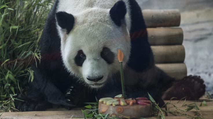 Panda-Geburtstag im Berliner Zoo.