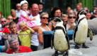 Auf dem Dach des Ozeaneums in Stralsund feiern neun Humboldtpinguine mit vielen Zaungästen eine Einzugsparty in ihrem neuen Zuhause. Die neue Anlage des Ozeaneums wurde pünktlich zum zweiten Geburtstag von Europas Museum des Jahres 2010 eröffnet. Foto: dpa