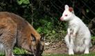 Bennettkänguru 'Alberta' ist am Mittwoch (25.05.2011) in ihrem Gehege im Vogelpark Marlow (Kreis Nordvorpommern) unterwegs. Der Albino mit dem schneeweißen Fell und den roten Augen ist vermutlich sechs Monate alt. Nachdem 'Alberta' vor kurzem ausgebüxt war und wieder eingefangen werden musste konnte man endlich auch das Geschlecht des Tieres feststellen. Der frühere 'Albert' musste danach in 'Alberta' umbenannt werden. Foto: Bernd Wüstneck dpa/lmv +++(c) dpa - Bildfunk+++  Foto: dpa
