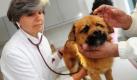 Tierärztin Adelheid Prüfer untersucht in der neuen Tierklinik der Tierärztlichen Hochschule Hannover den Pekinesen-Schäferhund-Mischling Blaide. In der neuen Klinik finden Kleintiere und Pferde ärztliche Hilfe. Foto: ddp