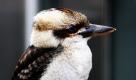 Hansi, ein Jägerliest aber auch als Lachender Hans in Deutschland bekannt, ist der neueste Zuwachs im Zoo Wilhelma in Stuttgart. Laut Auskunft des Zoos wird Hansi seinem Ruf noch nicht gerecht:Er lacht nur selten. Dies ist auf sein junges Alter zurückzuführen. Foto: ddp