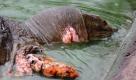 Eine seltene Riesenschildkröte, die im See Hoan Kiem in Hanoi, Vietnam, schwimmt, hat offene Wunden an Hals und Gliedmaßen. Tausende von Menschen nahmen Anteil an der Hilfsaktion für das Tier, bei der Rettungskräfte die Schildkröte aus dem Wasser trugen, um sie medizinisch zu versorgen. Im asiatischen Raum werden Schildkröten traditionell verehrt.  Foto: dapd