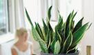 Von gesundem, sattem Grün ist auch der Bogenhanf (Sansevieria), der mit mit seinen langen, aufrecht wachsenden, schwertförmigen Blättern klar und grafisch wirkt. Auch er sorgt für ein tolles Raumklima, indem er die Luft reinigt. Foto: gpp/ BHH