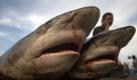 Haie auf einem Fischmarkt in Indonesien: Immer noch werden die Tiere wegen ihrer Flossen brutal abgeschlachtet. Foto: Hotli Simanjuntak Foto: dpa