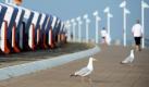 Möwen und Jogger teilen sich auf der Nordseeinsel Norderney die Strandpromenade. Der Sommer zeigt sich in den kommenden Tagen von seiner wechselhaften Seite. Neben dichten Quellwolken mit teils kräftigen Schauern und Gewittern scheint gelegentlich die Sonne, teilte der Deutsche Wetterdienst am Mittwoch mit.  Foto: dapd