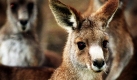 Ein weibliches Känguru und ihr Junges in einem Vorort von Sydney sind auf diesem Foto zu sehen. Ein australischer Mann wurde von einem Känguru angegriffen und erlitt schwere Wunden im Gesicht und am Bauch, inzwischen ist sein Zustand wieder stabil. Foto: ap
