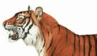 Der Bali-Tiger (Panthera tigris balica) ist eine ausgestorbene Tiger-Unterart, die auf der indonesischen Insel Bali beheimatet war. Es gibt keine Aufzeichnungen darüber, dass Bali-Tiger je in Gefangenschaft (Zoos, Tierparks) gehalten wurden. Nur wenige Schädel, Knochen oder Felle sind in den Sammlungen der Museen zu finden, so etwa im Hungarian National Museum of Natural History[1]. Es ist nicht bekannt, ob es Fotografien lebender Exemplare gibt. Einzig Aufnahmen von geschossenen Exemplaren (teils später koloriert & mit ungenauer Datierung), sowie Gemälde von Bali-Tigern sind bekannt. Foto: wikipedia