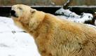 Die Eisbärin Vienna ist im Rostocker Zoo bei acht Grad Minus im Schnee unterwegs. Schnee und eisige Kälte sorgen für heimische Verhältinisse bei den Eisbären.


 Foto: dpa