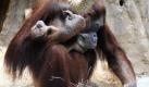 Orang-Utan-Weibchen Djudi zeigt den Besuchern im Zoo Dresden erstmals ihr Neugeborenes Duran. Die 36-jährige Djudi hat ihr fünftes Baby am 30. Januar zur Welt gebracht. Foto: ap