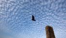 Eine Taube fliegt in einen Schäfchen-Wolkenhimmel in Kathmandu. Foto: Narendra Shrestha Foto: dpa