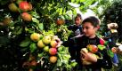 Schüler der vierten Klasse der Peter-Härtling-Grundschule Mainz pflücken in der Obstbaumplantage bei den Vereinigten Großmärkten für Obst und Gemüse in Rheinhessen (VOG) in Mainz-Finthen Äpfel. Die Aktion ist Teil des neuen landesweiten Starts des EU-Schulobstprogramms bei dem rund 160.000 Schüler in den rund 1100 Grund- und Förderschulen in Rheinland-Pfalz einmal pro Woche frisches Schulobst erhalten. Das 2,4 Millionen Euro teure Programm, das je zur Hälfte von der EU und vom Land bezahlt wird, soll die Schüler für mehr Obst und Gemüse in ihrer täglichen Ernährung begeistern. Foto: ddp