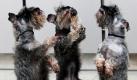 Die Zwergschnauzer Bibi, Amy und Bärchen machen Männchen am Rande einer Pressekonferenz zur Rassehunde-Ausstellung Cacib 2010. Vom 16. bis 17. Januar präsentiert die internationale Ausstellung in Nürnberg über 3600 Rassehunde. Foto: dpa