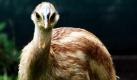 Ein Helmkasuar-Küken stolziert in seinem Gehege im Zoo in Frankfurt am Main herum. Der am 10. Juni geborene seltene Nachwuchs ist die erste Frankfurter Nachzucht seit den Siebziger Jahren. Eins steht schon fest: Gepflegt werden wird das Jungtier vom Papa, denn Nestbau, Brüten und die Brutaufzucht übernehmen bei den Laufvögeln aus Neuguinea und Nordaustralien die Väter. Foto: ddp