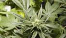 Die Hanfpflanze Cannabis enthält sogenannte Cannabinoide, die schmerzlindernd wirken. Pharmakologen der Universität Rostock haben einen bisher unbekannten Mechanismus aufgedeckt, wie Cannabinoide gegen Tumoren wirken: In Zellkulturen blockieren die Inhaltstoffe der Hanfpflanze bestimmte Enzyme, mit deren Hilfe sich Krebszellen ungehindert im Körper ausbreiten. Auch wenn die Forscher noch ganz am Anfang stehen: Cannabinoide könnten zukünftig in der Krebstherapie zum Einsatz kommen. Foto: dpa
