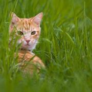 Auslaufzeiten von Katzen ändern sich immer mal (Foto)