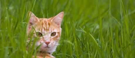 Auslaufzeiten von Katzen ändern sich immer mal (Foto)