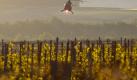 Damit die Reben nicht erfrieren: Durch den Hubschrauber-Tiefflug sollen die Luftmassen über den Weinbergen verwirbelt und wärmere Luft nach unten gedrückt werden. Foto: Daniel Karmann  Foto: dpa