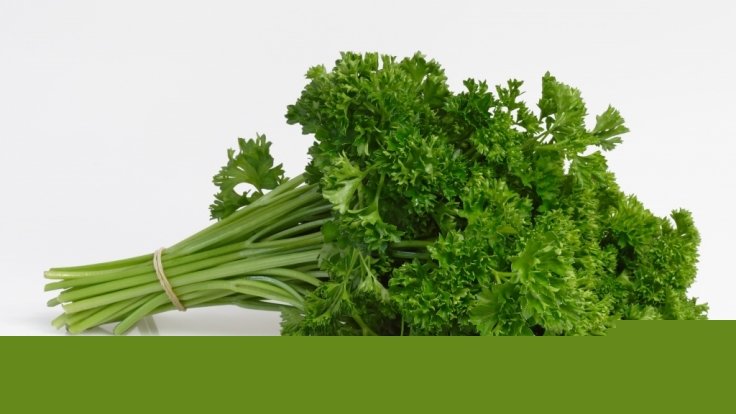 Petersilie mag als Küchenkraut delikat sein - doch bei der medizinischen Verwendung ist Vorsicht geboten (Symbolbild).