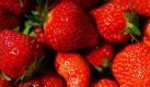 Mit ihrem vergleichsweise schon hohen Anteil an Vitamin C (bis zu 80 Milligramm auf 100 Gramm Frucht) sind Erdbeeren ein wichtiger Bestandteil gesunder Ernährung. Die Früchte enthalten außerdem Phenolsäuren, denen eine krebsvorbeugende Wirkung nachgesagt wird. Foto: dpa