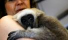 Gibbon-Baby Walli darf sich auf eine ordentliche Geburtstagsparty freuen. Das verstoßene Jungtier aus dem Schweriner Zoo wird am 7. November ein Jahr alt und soll mit seiner Leibspeise überrascht werden: einer Obsttorte. Auch für den Tiergarten ist der Geburtstag ein Grund zum Feiern, denn dort werden bundesweit die einzigen Kappengibbons gezüchtet. Foto: dapd