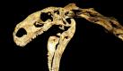 Der Schädel vom Skelett eines Dinosauriers der Spezies Plateosaurus steht im Museum Auberlehaus in Trossingen. 75 Jahre nach dem letzten kompletten Dinosaurier-Fund wurde auf dem Dino-Friedhof Trossingen wieder ein vollständiges Skelett eines Plateosaurus gefunden. Die Grabungsstelle Trossingen ist weltweit ein bedeutender Fundort für Dinosaurier dieser Spezies. Foto: dapd