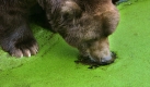 Trotz oder wegen der Entengrütze: Ein Kodiakbär im Rostocker Zoo nimmt einen kräftigen Schluck. Foto: dpa