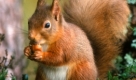Eichhrnchen sind fleiige Sammler. Foto: news.de