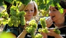 Irene Grusla (rechts) und Sandy Prüger von der Sächsischen Winzergenossenschaft ernten auf dem Weinberg der sächsischen Weinkönigin am Elbhang in Meißen Weißweinreben der Sorte Riesling. Die Sächsische Winzergenossenschaft beginnt offiziell mit der Weinlese. Der starke Frost Anfang des Jahres hat teilweise zu großen Schäden geführt, weshalb die Winzer mit einem eher durchwachsenen Ernteergebnis rechnen. Foto: ddp