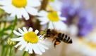 Eine Biene fliegt zu einer Kamillenblüte, um Pollen zu sammeln, aufgenommen auf einer Wiese in Frankfurt (Oder). Ihr Fleiß ist sprichwörtlich, ihr Tun unersetzlich - und dennoch steht sie als Nutztier nie im Vordergrund. Die Landwirtschaftsmesse MeLa in Mecklenburg-Vorpommern ändert das in diesem Jahr: Die Honigbiene ist Tier der MeLa.  Foto: dpa