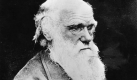Ausgerechnet ein studierter Theologe hat die Schöpfungsgeschichte als Mythos entlarvt: Vor 150 Jahren veröffentlichte der Naturforscher Charles Darwin sein bahnbrechendes Werk Über die Entstehung der Arten. Foto: ap