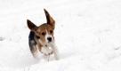 Der Beagle-Rüde Carlos freut sich in Lofer bei Salzburg über den Neuschnee. Foto: ap