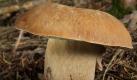 Der Sommersteinpilz gilt als beliebter Speisepilz. Er ist in Europa beheimatet, soll aber sogar in Australien vorkommen. In Deutschland steht er unter Naturschutz und darf daher nur in kleinen Mengen für den eigenen Bedarf gepflückt werden. Foto: pilzepilze.de