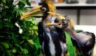 Zwei gescheckte Doppelhornvögel, die etwa 40 Tage alt sind, werden im Jurong-Vogelpark in Singapur mit kleinen Mäusen gefüttert. Die Küken wurden erfolgreich ausgebrütet und aufgepeppelt, obwohl dies bei Doppelhornvögeln in Gefangenschaft oft problematisch ist. Die künstliche Geburt der Schnabeltiere war eine Vorsichtsmaßnahme: Im letzten Jahr fraßen Mutter und Vater ihre frisch geschlüpfte Brut.  Foto: dapd