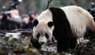 Panda Tai Shan hat quasi eine doppelte Staatsbürgerschaft. In Amerika geboren wächst der Bär jetzt in einer Aufzuchtsstation im chinesischen Sichuan auf.  Foto: ap