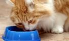 ARCHIV: Maine-Coon Kater Henry frisst in Borken aus seinem Napf (Foto vom 07.01.04). Hast du ein eigenes Haustier? Vielleicht einen Hund oder eine Katze? Familien mit Tieren kaufen immer wieder Tierfutter ein. Forscher haben herausgefunden, dass die Deutschen im Jahr 2009 fuer Tierfutter und Katzenstreu rund drei Milliarden Euro ausgegeben haben. Das berichtet die Zeitschrift WirtschaftsWoche. (zu ddp-Text) Foto: Kirsten Neumann/ddp Foto: ddp