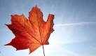 Ein herbstlich gefärbtes Ahornblatt weht in Kiel im Wind. Der Norden erlebt einen freundlichen Oktobertag mit Höchsttemperaturen von 19 Grad. In den kommenden Tagen sollen die Temperaturen ähnliche Werte erreichen, allerdings ist mit bedecktem Himmel und Regen zu rechnen. Foto: news.de