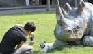 Im Schatten des Nashorns: Dem kleinen Hund war es wohl zu heiß in der Sonne.  Foto: ddp
