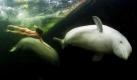 Natalia Avseenko tauchte in eiskaltem Wasser mit Beluga-Walen. Foto: hgm